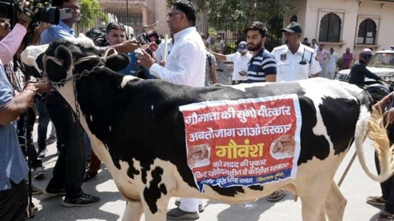 BJP MLA brings cow to Rajasthan Assembly to protest against Govt, but it runs away: Watch the video