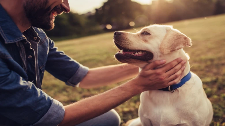 Dogs are able to detect stress, anxiety in humans: Study