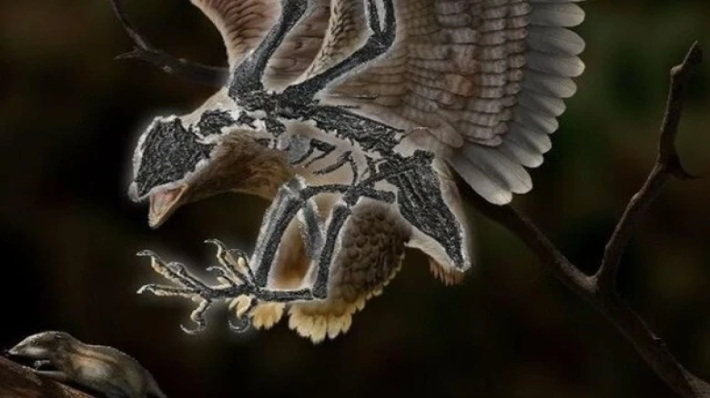 Bird or dinosaur? Scientists unearth bizarre fossil that raises questions on evolution