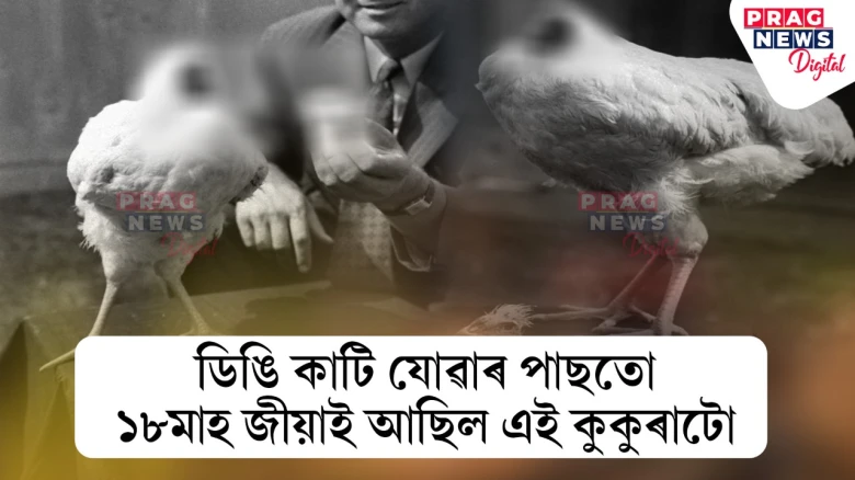 মূৰটো কাটি যোৱাৰ পাছতো ১৮মাহ জীয়াই আছিল এটা কুকুৰা! এই কাহিনী পঢ়ি আপুনিও হ’ব আচৰিত