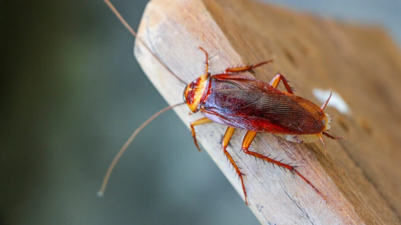 On this Valentine's Day, you can name a cockroach after your ex at this zoo
