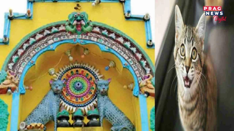 ভাৰতৰ এই মন্দিৰত হাজাৰ বছৰ ধৰি পূজা কৰা হৈছে মেকুৰীক, কাৰণ জানি আচৰিত হ'ব...