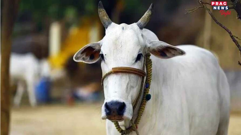“গৰু হত্যা বন্ধ কৰিলেহে সকলো সমস্যা সমাধান হ'ব”  গৰু কোনো জন্তু নহয়, গৰু হৈছে মাতৃ   গৰু সম্পৰ্কে কি ক’লে গুজৰাটৰ ন্যায়াধীশে?