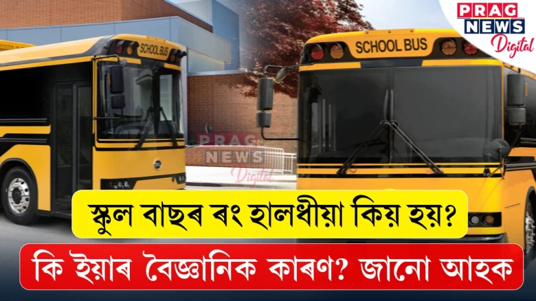 স্কুল বাছৰ ৰং হালধীয়া কিয় হয়? কি ইয়াৰ বৈজ্ঞানিক কাৰণ? জানো আহক
