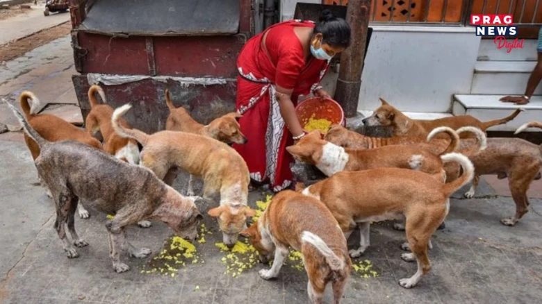 সাৱধান! এইবোৰ সামগ্ৰী কেতিয়াও ৰাস্তাৰ কুকুৰ বা ঘৰৰ কুকুৰক খুৱাব নালাগে, জন্তুটোৰ স্বাস্থ্যৰ যথেষ্ট ক্ষতি হ’ব পাৰে