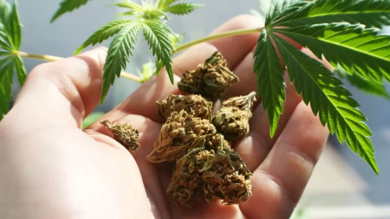 Assam: Cannabis worth crores confiscated from house in Dhemaji