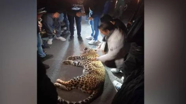Several people injured due to leopard attack in Ghaziabad court; caught after 4 hours