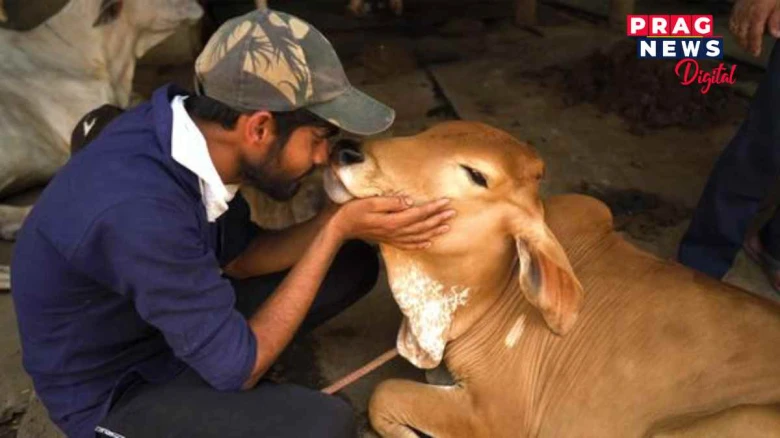 'গৰুক ভালপাওঁ আহক , গৰুৱেও আমাক ভাল পাব': কেন্দ্ৰীয় মন্ত্ৰীৰ আহ্বান