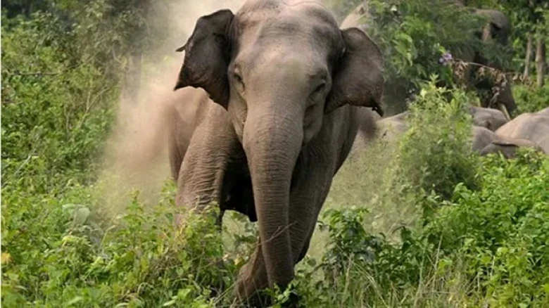 Army jawan killed in wild elephant attack at cantonment  in Guwahati