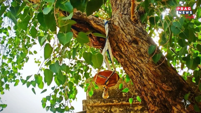 দেওবাৰে আহঁত গছৰ কিয় পূজা কৰা উচিত নহয়? এই পৌৰাণিক বিশ্বাস জানি লওক