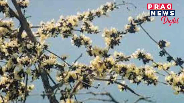 পুৰুলিয়াৰ বগা পলাশৰ মূল্য ৮০ লাখ টকা!  কি কৰে এই ফুলেৰে  ?