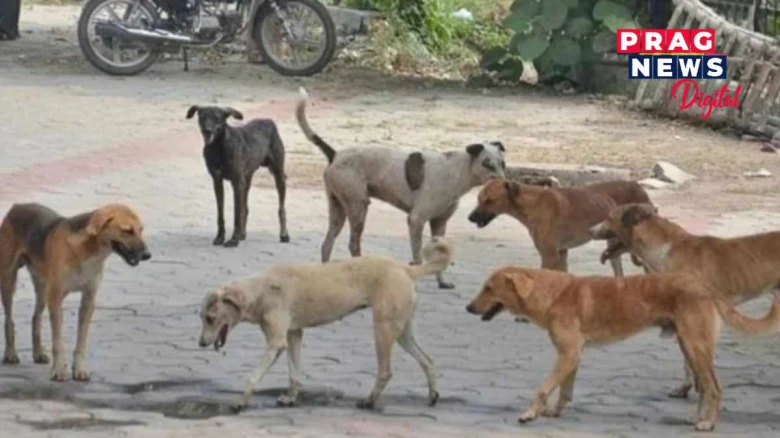 শোকাৱহঃ দিল্লীত  পথৰ  কুকুৰৰ কামোৰাত দুই ভাতৃৰ মৃত্যু