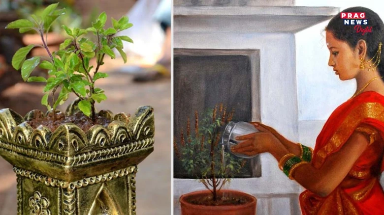 ভাগ্যৰ দুৱাৰ খোল খাব, টকা উপাৰ্জনৰ বাট মুকলি হ'ব:  মাত্ৰ তুলসীৰ এই প্ৰতিকাৰবোৰ কৰক