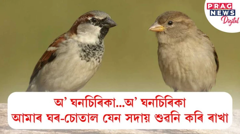 আজি বিশ্ব ঘনচিৰিকা দিৱস! আজিকালি আপোনাৰ আশে-পাশে দেখা পায়নে এই মৰমলগা চৰাইক?