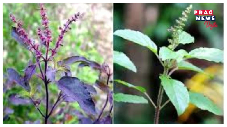 ভুলতো তুলসী গছৰ ওচৰত নাৰাখিব এইসমূহ সামগ্ৰী, অসন্তুষ্ট হৈ পৰিব মালক্ষ্মী…