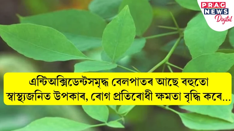 এন্টিঅক্সিডেন্টসমৃদ্ধ বেলপাতৰ আছে বহুতো স্বাস্থ্যজনিত উপকাৰ, ৰোগ প্ৰতিৰোধী ক্ষমতা বৃদ্ধি কৰে…