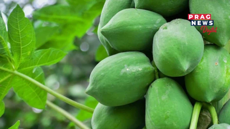 মহিলাৰ বাবে অতি উপকাৰী কেঁচা অমিতা! প্ৰস্ৰাৱৰ সংক্ৰমণকে ধৰি এই সমস্যাবোৰ কৰে দূৰ