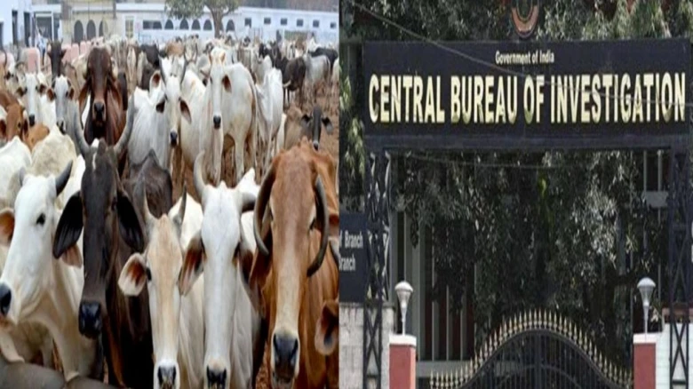 CBI summons 4 customs officers in connection with a cattle smuggling case in Bengal