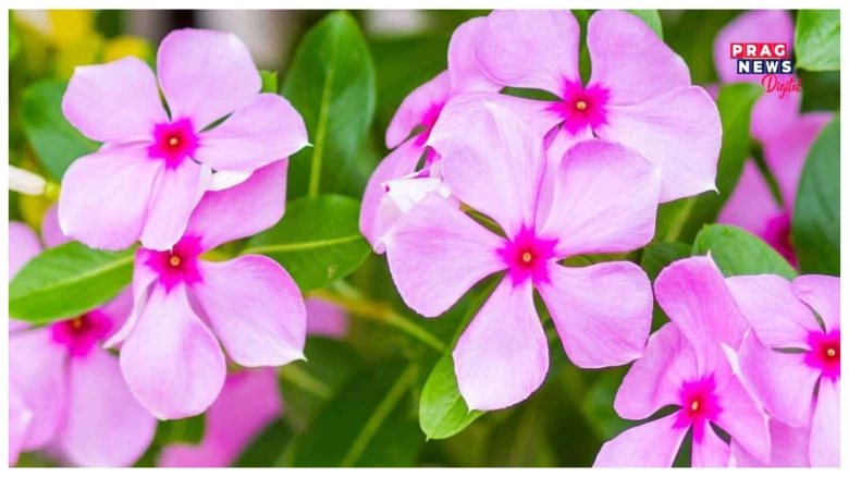 বগা চুলি ক’লা কৰাৰ এক চমৎকাৰী উপায়, এমাহৰ ভিতৰতে চুলি স্বাভাৱিক হৈ পৰিব