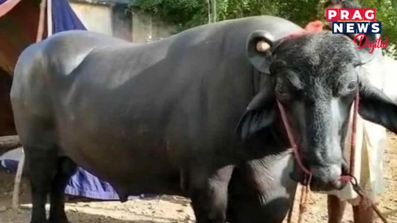 কেৱল বীৰ্য বিক্ৰী কৰিয়েই উপাৰ্জন হৈছে লাখ লাখ টকা , এই ম'হটোৰ মূল্য হৈছে ১৫  কোটি টকা!