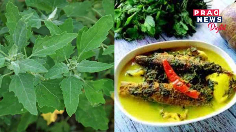 জিলমিল শাকৰ আছে অনেক গুণাগুণ! নোখোৱাকৈ নাথাকিব