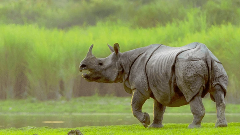 Assam: Rhino attacks father-son duo, receives severe injuries