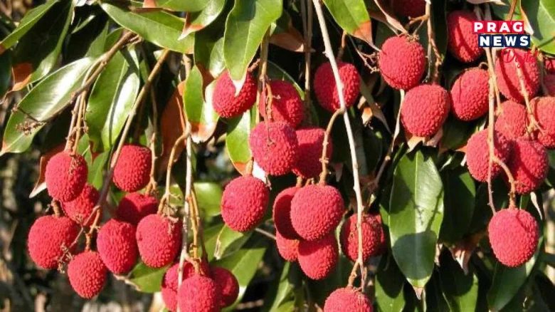 এতিয়া লিচুৰ বতৰ! লিচুৰ নানা উপকাৰী গুণৰ বিষয়ে জানো আহক