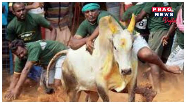 তামিলনাডু, কৰ্ণাটক, মহাৰাষ্ট্ৰত অনুষ্ঠিত কৰিব পাৰিব জাল্লিকাট্টু ,  উচ্চতম ন্যায়ালয় দিলে ৰায়