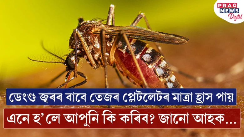 ডেংগু জ্বৰৰ বাবে তেজৰ প্লেটলেটৰ মাত্ৰা হ্ৰাস পায়,  এনে হ’লে আপুনি কি কৰিব? জানো আহক...