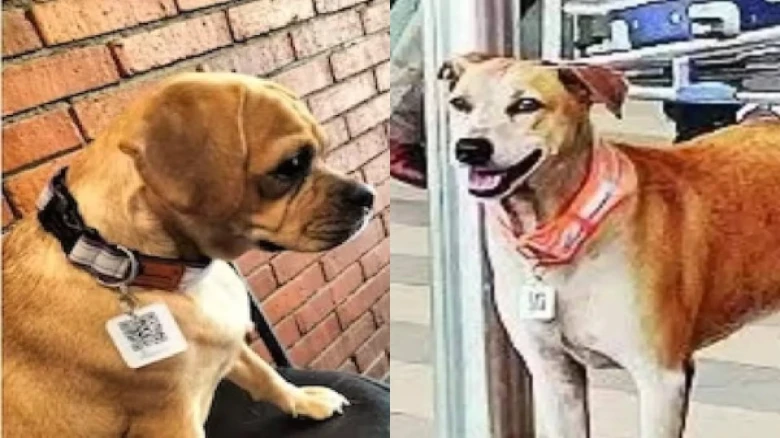 Stray dogs get ‘Aadhaar Cards’ with QR codes outside Mumbai airport