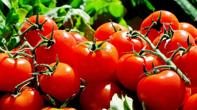 New crop arrivals to bring down tomato prices: Govt to Rajya Sabha