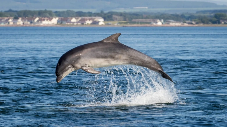 Fishermen eat dolphin after accidentally catching it from Yamuna