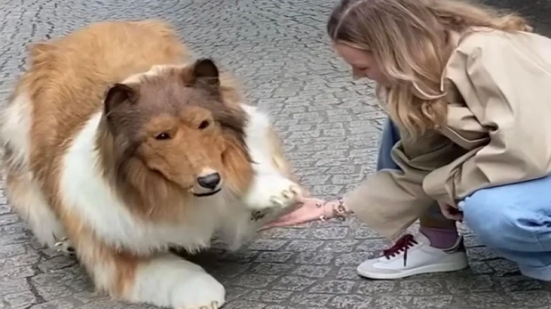 Watch: Japan Man Transforms into 'human dog', spends $20K to Get the Look
