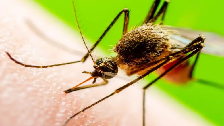Assam: Minor dies of 'Japanese Encephalitis' in Rupahihat