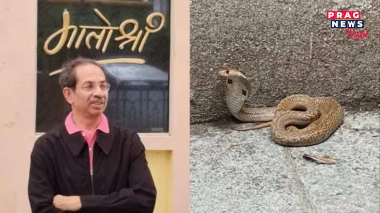 উদ্ধৱ থাকৰেৰ বাসগৃহত সোমাল বিষাক্ত সাপ;ঘৰৰ পৰা উদ্ধাৰ কৰি অৰণ্যত মুকলি