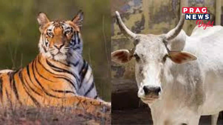 বাঘৰ সলনি ৰাষ্ট্ৰীয় জন্তু হ’ব নেকি গৰু?  কি ক’লে চৰকাৰে?