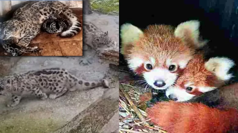 Darjeeling Zoo welcomes new members; a snow leopard and four red panda cubs