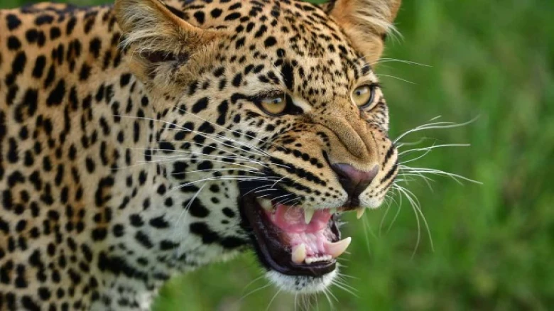 Andhra Pradesh’s Tirupati Incident: An Andhra girl aged 6 years killed in suspected leopard attack
