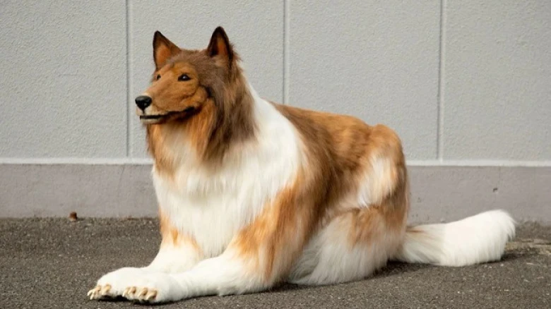 Man who transformed into Dog says "he doesn't want to live like that"