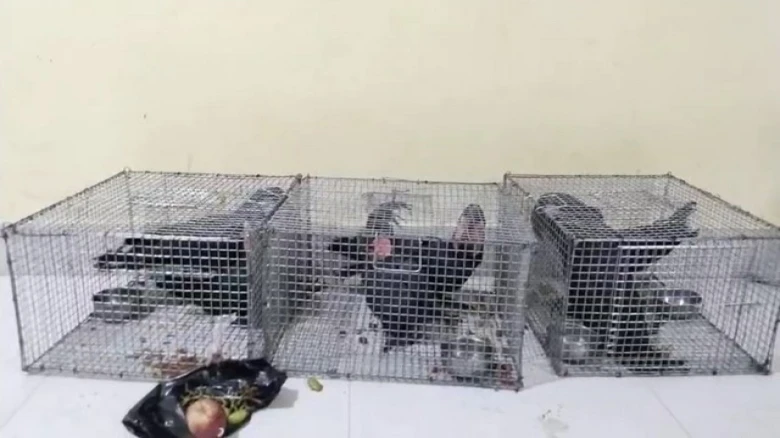Assam: 6 Australian Black Palm Cockatoos rescued in Cachar
