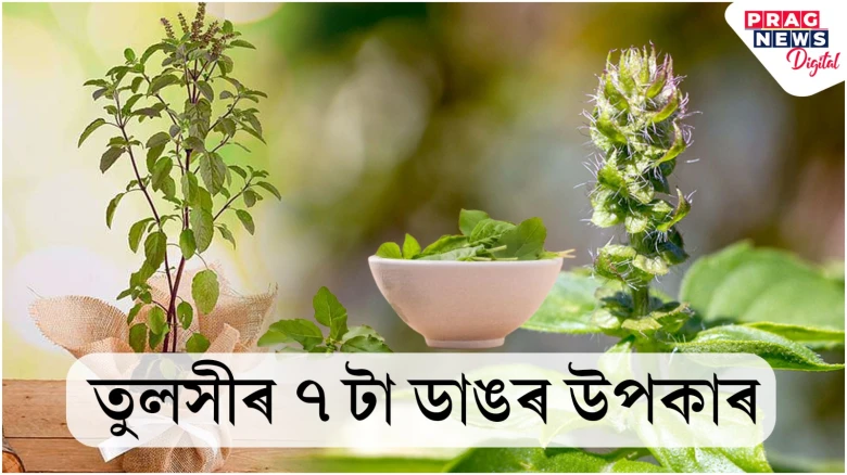 ধাৰ্মিক দিশতে নহয় ঔষধি গুণতো অতি চমৎকাৰী তুলসী গছ! জানো আহক