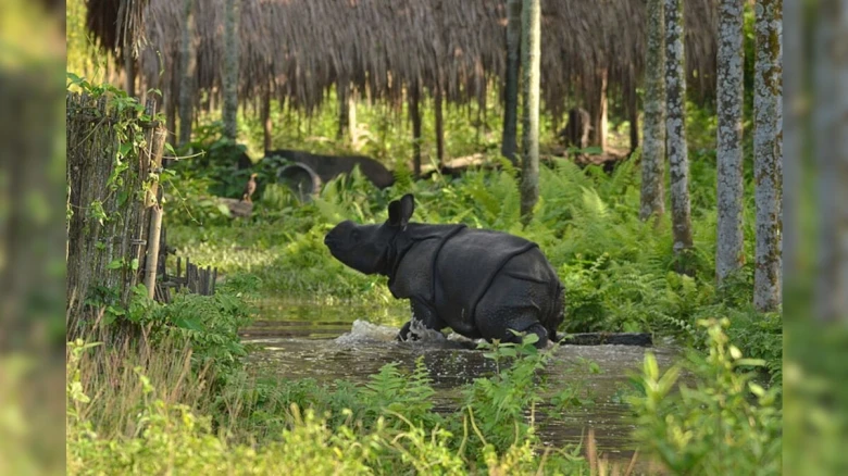 Rhino carcass found at Assam's Pobitora Wildlife Sanctuary