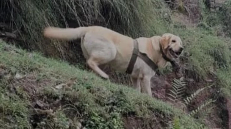 Indian Army dog dies while protecting troops during operation in Jammu & Kashmir