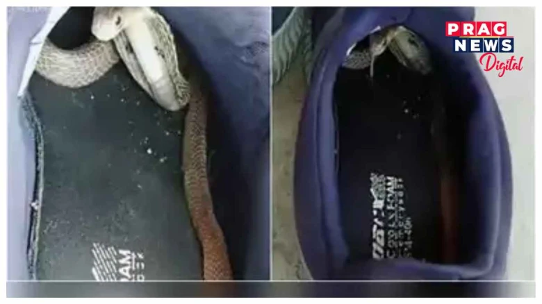 শিশুৰ জোতাৰ ভিতৰত সোমাই আছিল বিষাক্ত ফেঁটী সাপৰ পোৱালি!জোতা পিন্ধিবলৈ গৈ কি কৰিলে শিশুৱে?
