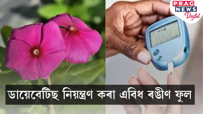 এইবিধ ৰঙীণ ফুলে নিয়ন্ত্ৰণ কৰে ডায়েবেটিছ, কেনেদৰে ব্যৱহাৰ কৰা উচিত... জানো আহক