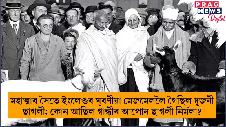 মহাত্মাৰ সৈতে ইংলেণ্ডৰ ঘূৰণীয়া মেজমেললৈ গৈছিল দুজনী ছাগলী; কোন আছিল গান্ধীৰ আপোন ছাগলী নিৰ্মলা?
