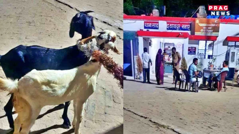 দুটা ছাগলীৰ বিৰুদ্ধে গোচৰ ৰুজু কৰাৰ দাবীত অটল এজন কৃষক; ২০,০০০ টকা মূল্যৰ বেলিফুলৰ খেতি নষ্ট কৰাৰ অভিযোগ