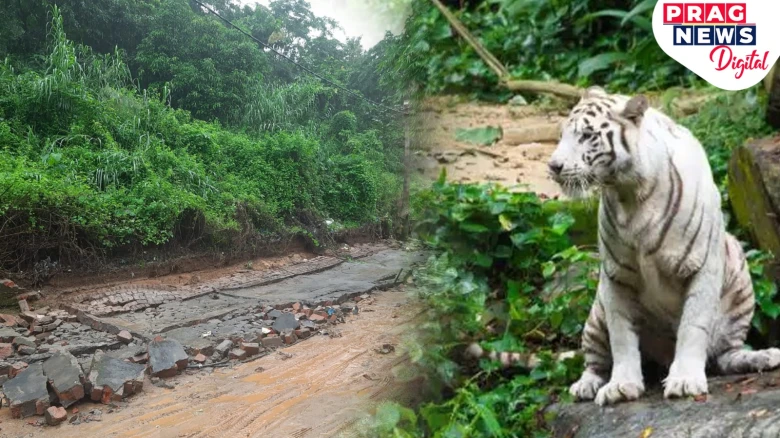 Guard wall of Assam state Zoo collapses; animals at risk of escaping