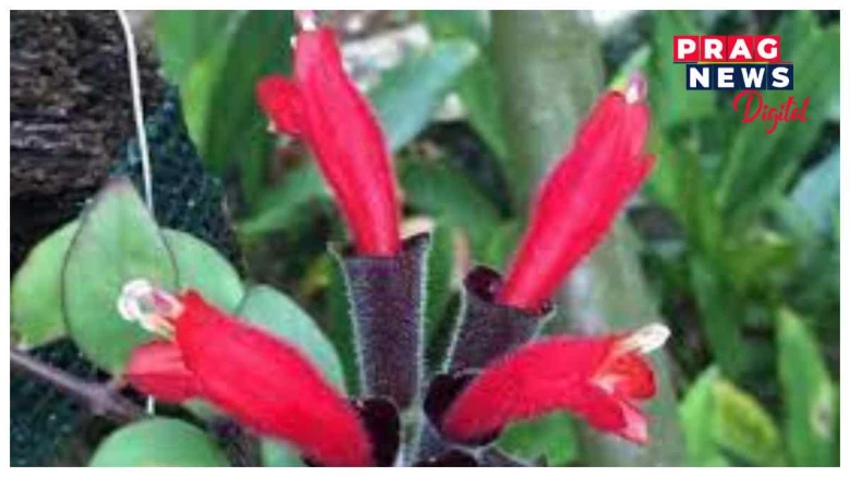 উত্তৰ-পূবৰ প্ৰকৃতি জগতৰ গৌৰৱঃ 'লিপষ্টিক ট্ৰি'