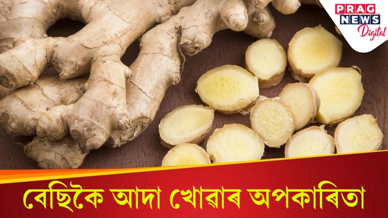 আদা বৰ উপকাৰী কিন্তু অতিমাত্ৰাত খালে হয় অপকাৰ! বিতংকৈ জানি লওক